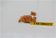 藏品(雙齒近相手蟹)的圖片